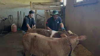 Aydıntepe köylerinde buzağılar için sağlık mesaisi bitti