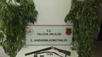 Yalova’da sera görünümlü uyuşturucu tarlasına jandarma baskını