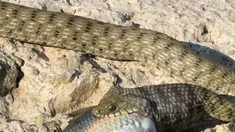 Elazığ feribot iskelesinde doğanın vahşi yüzü görüntülendi