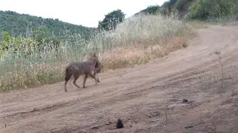 Ganos Dağları gizli yaşamı fotokapanlara yakaladı
