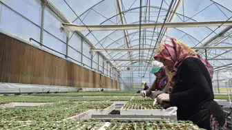 Eskişehir’den Türkiye’nin tarlalarına 12 milyon fide gönderiliyor