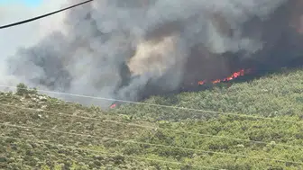 Milas Kazıklı bölgesinde orman yangını paniği