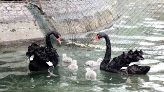 Kuğulu Parkın yeni sakinleri görücüye çıktı