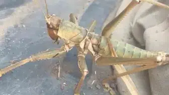 Siirt sokaklarında görenleri korkutan dev çekirge