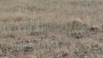 Gercüşlü çiftçilerin yeni kabusu yaban domuzu sürüsü
