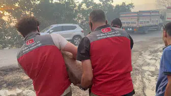 Seydikemer alevlere teslim olurken hayvanlar bölgeden çıkarılıyor