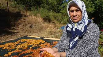 Adana Saimbeyli’de dalında kalan kirazlar kışlık çerez oluyor
