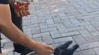 Elazığ sokaklarında aç kalan kargayı bir vatandaş kurtardı