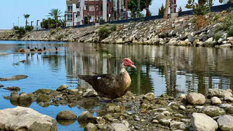 Mersin Babil Deresi’nde kuşlar yuvasız kaldı