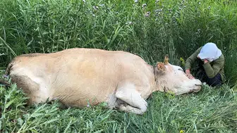 Yüksekova’da geçim kaynağını kaybeden aile çaresiz kaldı
