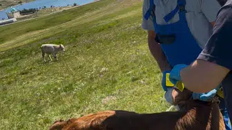 Bayburt yaylalarında buzağılar için sağlık mesaisi bitti