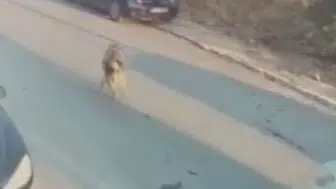 Silivri'de köpeklerin üzerine aracını süren sürücü cezaevine gönderildi