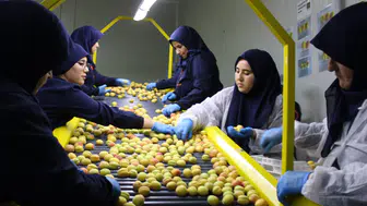 Malatya kayısısı Avrupa yollarında
