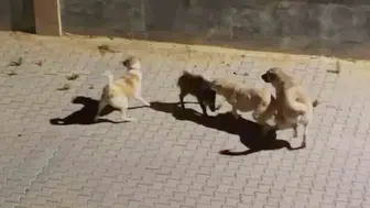Kuşadası'nda köpeklerin kıstırdığı domuzu sürüsü son anda kurtardı