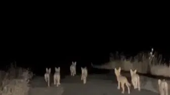 Gercüş yolunda gece yarısı kurt sürüsüyle karşılaştılar