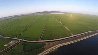 Edirne ovasında pirinç mesaisi yeşil bir tabloya dönüştü