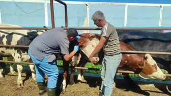 Afyonkarahisar’da hayvanlarda tüberküloz taraması başladı