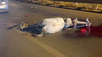 Birecik Köprüsünde trafik kazası At telef oldu