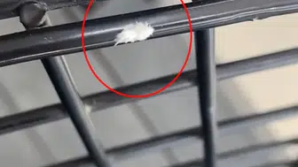 İnegöl’de görülen gizemli böcek şaşkınlık yarattı