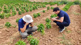 Başmakçı tarlalarında ürün takibi başladı