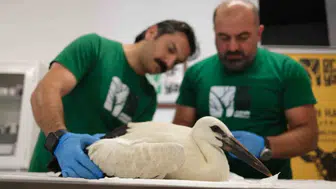 Derince'de terk edilen dört yavru leylek Ormanya'da hayata tutundu