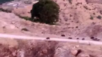 Diyarbakır Çermik’te domuz sürüsü tarlaları bastı