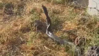 Diyarbakır Çınar'da dev yılanlar paniği