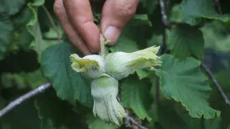 Giresun fındığında sahte bolluk tehlikesi
