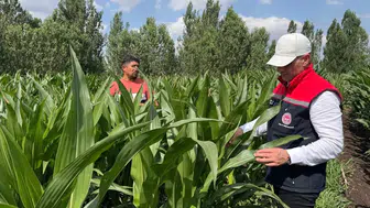Karslı besicinin kışlık yem maliyeti silajlık mısırla düşüyor