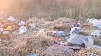 Diyarbakır'da çöp dağları arasında fare istilası yaşanıyor