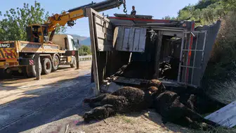 Mersin yolunda tır kazası Onlarca hayvan telef oldu