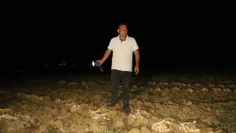 Kastamonu'da çiftçiler beyaz altın sarımsaklarını hırsızlardan korumak için nöbet tutuyor