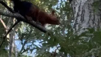 Olukbaşı Yaylası'nda sevimli sincabın yiyecek arayışı kameraya yansıdı