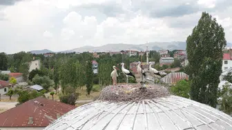 Patnos’un beklediği misafirler aylarca gecikmeli geldi