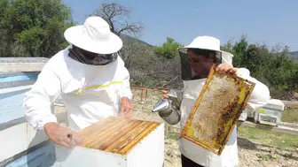 Ispartalı arıcılar rotayı ayçiçeği tarlalarına çevirdi