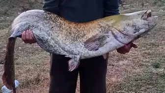 Kırklareli barajında dev yayın balığı heyecanı