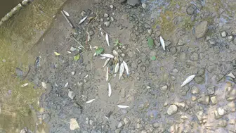 Samsun’da dere zehirlendi Balıklar öldü, köylüler isyan etti