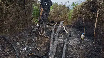 Samsun’da yaşlı kadının tek geçim kaynağı olan tarlası yandı