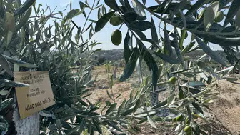 Milas’ta taşınan zeytin ağaçları bir yılda meyveye döndü