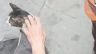Eskişehirde iki bina arasında mahsur kalan kediye kurtarma operasyonu