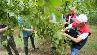 Samsun fındığında geri sayım başladı