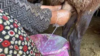 Patnos’ta zorlu mesai Koyun sütü sofralara bereket getiriyor
