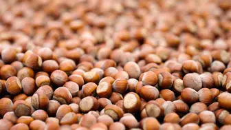 Ferrero fındıkta sürdürülebilirlik için 32 milyon avro harcadı