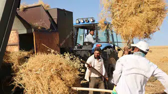 Diyarbakır tarlalarında 40 derecelik zorlu hasat mesaisi