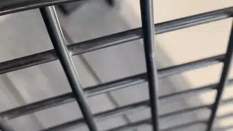 İnegöl’deki iş yerinde karşılaşılan ilginç misafir