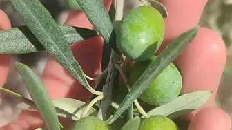 Didimli zeytin üreticileri için sinek alarmı verildi