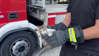 Düzce’de mahsur kalan yavru kedi itfaiye operasyonuyla kurtuldu