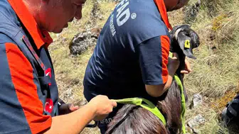 Burdur Bucak'ta mahsur kalan sürüyü AFAD ekipleri kurtardı