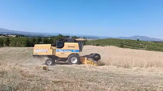 Selendi ovasında altın başak mesaisi başladı