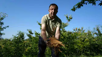 Kestane ağaçlarının dökülen çiçekleri artık sofralarda şifa kaynağı oluyor